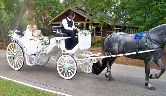 horse and buggy rides near me